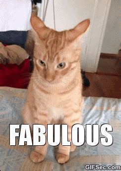 fabulous gif